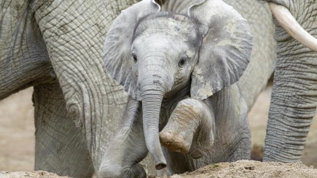 Ein Elefantenbaby läuft mit erhobenem Bein zwischen erwachsenen Elefanten durch sandigen Boden.