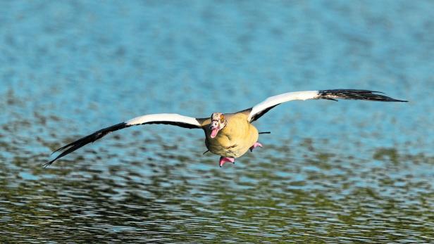Eine Nilgans segelt mit ausgebreiteten Flügeln über das Wasser.