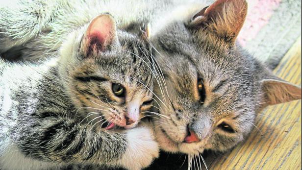 Eine Katzenmutter kuschelt mit ihrem Jungen.