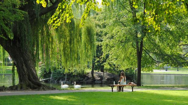 Frau sitzt auf einer Parkbank vor einem Teich mit Schwänen und einem großen Baum