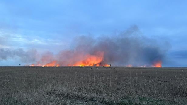 ++ HANDOUT ++ BURGENLAND: ERNEUT SCHILFBRAND AM NEUSIEDLER SEE