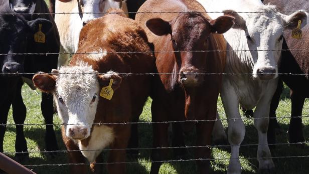 Cows infected with bird flu in multiple US states