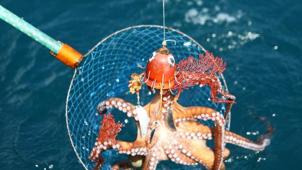 Acehs octopus fishermen face challenges amid rising costs and declining catch