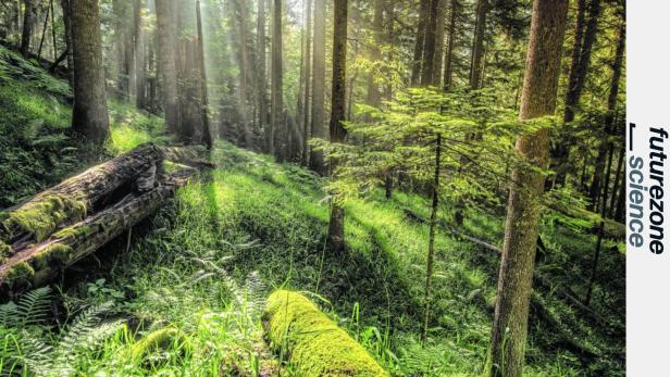 Waldgesundheit überwachen