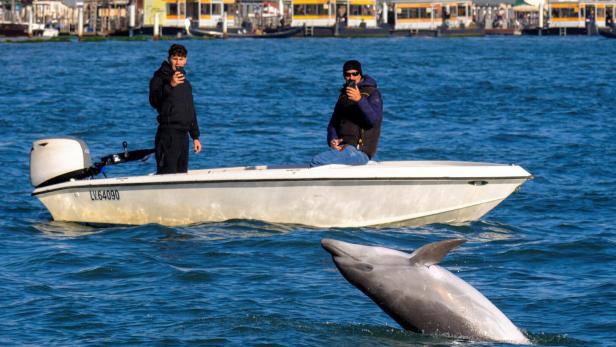 A dolphin nicknamed 'Mimmo' swims in the San Marco Basin, amid growing concerns about the impact of tourism on marine life, in Venice