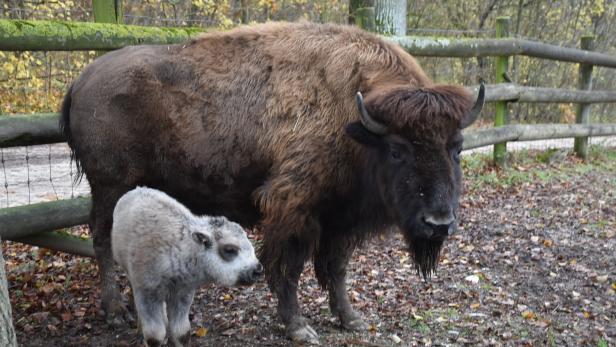 Ein Bison und ein Bisonkalb stehen nebeneinander in einem von einem Holzzaun umgebenen Gehege.