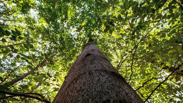 Blick nach oben in die Baumkrone eines hohen Baumes, umgeben von grünem Laub und blauem Himmel.