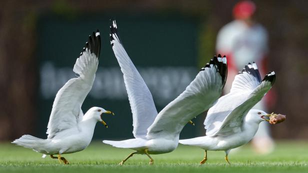 MLB: Philadelphia Phillies at Chicago Cubs