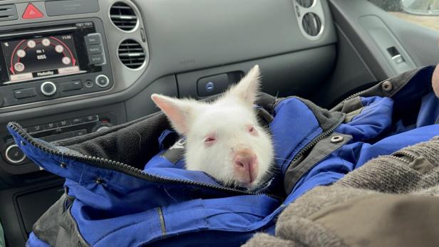 Vermisstes Känguru-Baby wurde betäubt und im Auto nach Kleinhaugsdorf gebracht.