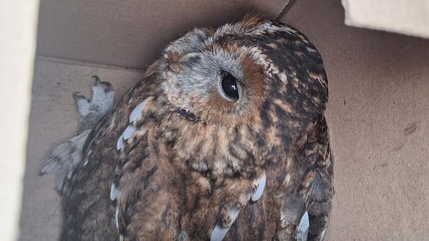 Kautz Harry in Amstetten 