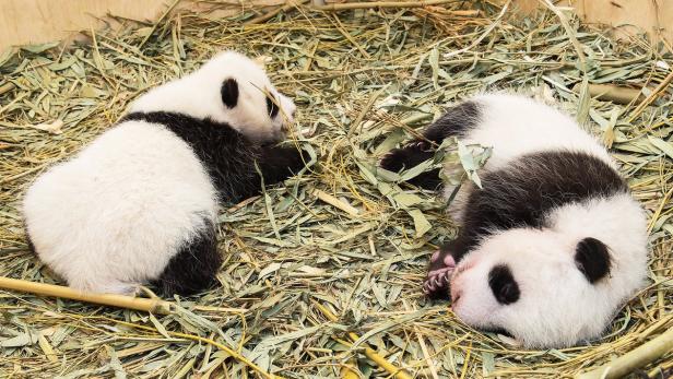 Panda-Zwillinge in Schönbrunn