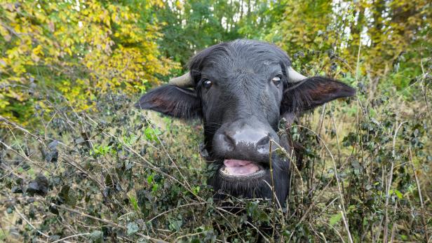 ++ HANDOUT ++ NIEDERÖSTERREICH: SCHÖNBRUNNER WASSERBÜFFEL GRASEN IM NATURPARK LEISER BERGE