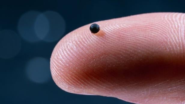 Das Bild zeigt eine Fingerkuppe, auf der ein kleines Kügelchen mit einem Durchmesser von zirka zwei Millimetern zu sehen ist. Es handelt sich um einen Mikroroboter, der Medikamente durch Blutgefäße transportieren soll.