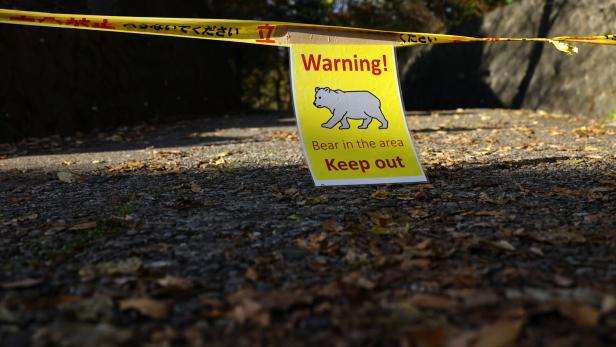 Ein gelbes Warnschild mit Bärenmotiv und Absperrband warnt vor Bären in der Umgebung und fordert zum Fernbleiben auf.