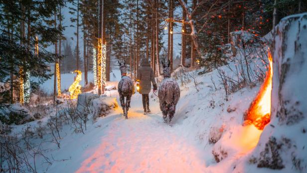 Der Nationalpark Hohe Tauern:  Schneebedeckt wird er zum  Winterwunderland, das man gemeinsam mit den Tauernlamas erkunden kann.