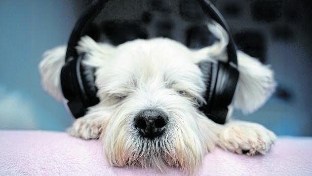 Ein weißer Hund liegt entspannt mit Kopfhörern auf der Decke.