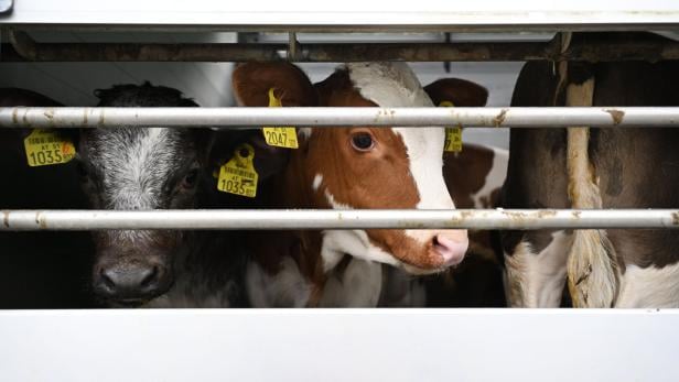 Mehrere Kälber mit Ohrmarken stehen eng hinter Metallgittern in einem Transporter.