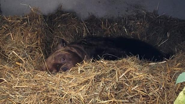 Bär Felix schläft in seiner Höhle in mitten von Stroh.
