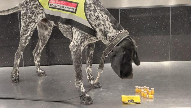 Diensthund des Zolls schnüffelt an Schmuggelware