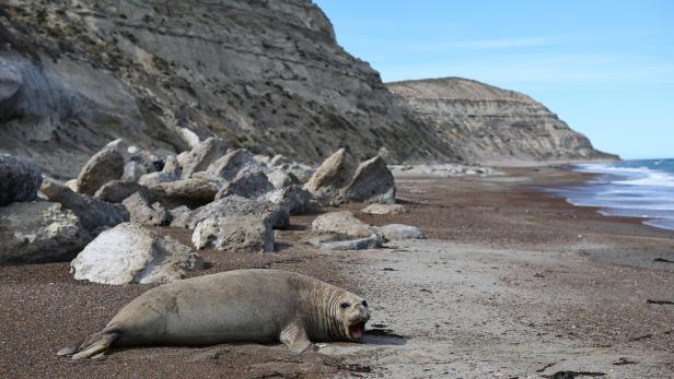 Fishing waste pollution kills marine life in Argentine Patagonia