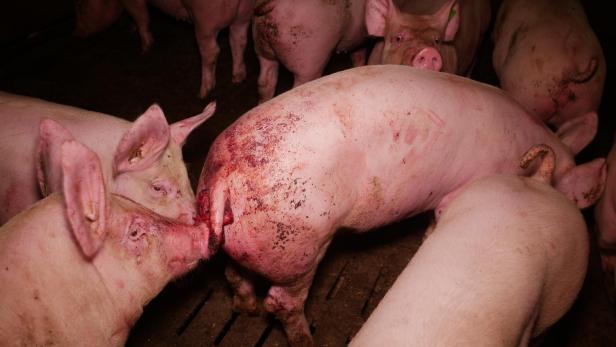 Trotz AMA-Gütesiegels: Mastbetrieb wegen Tierquälerei angezeigt