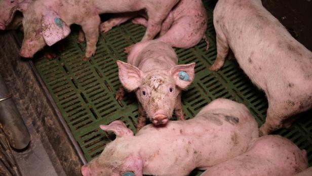 Schweinemast Gut Hardegg