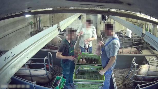 VGT Schweinemastbeitrieb