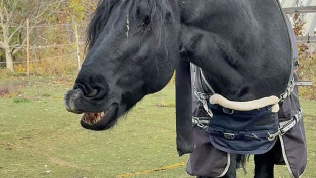 Die 20 Pferde wurden gut versorgt