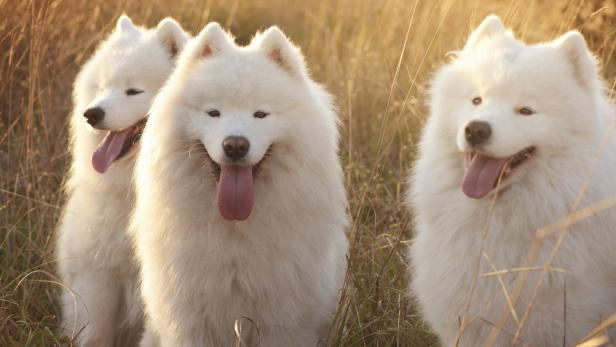 Drei weiße Samojeden-Hunde mit dichtem Winterfell stehen im Feld. 