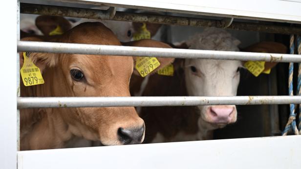 Tiertransport mit Rindern (Symbolfoto)