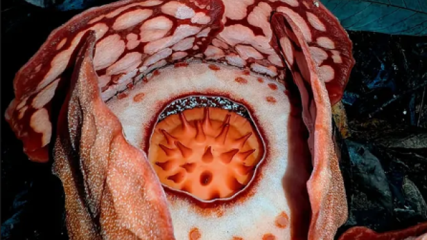 Rot-weißer Blütenkopf einer Rafflesia hasseltii