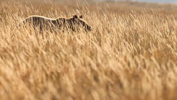 A grizzly bear in Yellowstone National Park