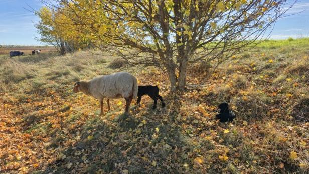 Mutterschaf mit zwei schwarzen Lämmern auf Trockenrasenflächen neben S1. 