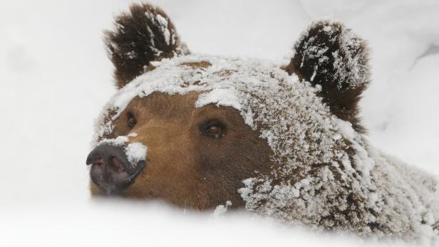 Brown bear in winter