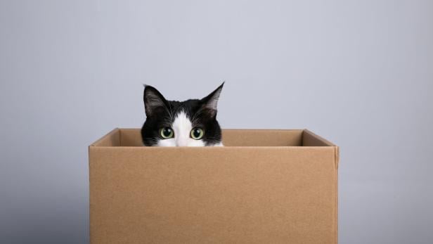 Katzenbesitzer wissen: Katzen werden von Schachteln magisch angezogen. Bild zeigt Katze in einer Schachtel.