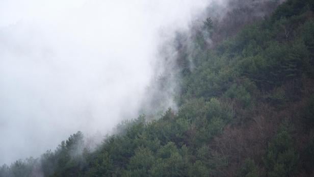 Dichter Nebel liegt über den Kiefernwäldern im Nationalpark von Latium, Abruzzen und Molise.