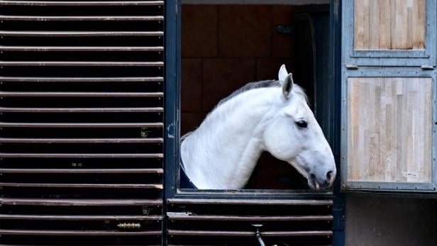 LIPIZZANER der Hofreitschule.