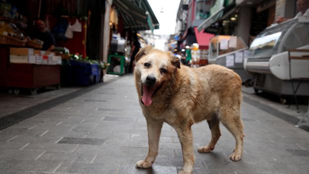 FILE PHOTO: Garip, a stray dog, who has been taken care by the shopkeepers at a local market, is pictured in Istanbul