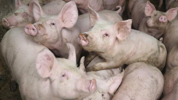 Für Schweine aus Österreich wird Weg nach China frei