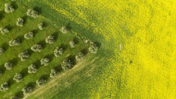 International Day of the Olive Tree on 26 November