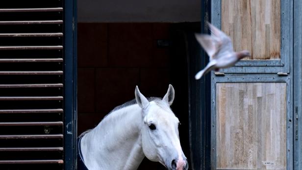 ++ THEMENBILD ++ SPANISCHE HOFREITSCHULE / LIPIZZANER
