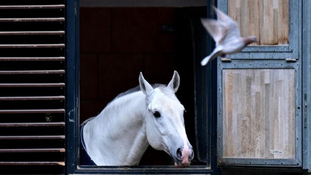 ++ THEMENBILD ++ SPANISCHE HOFREITSCHULE / LIPIZZANER