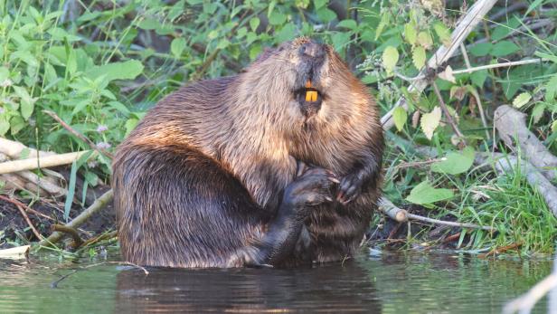Beaver