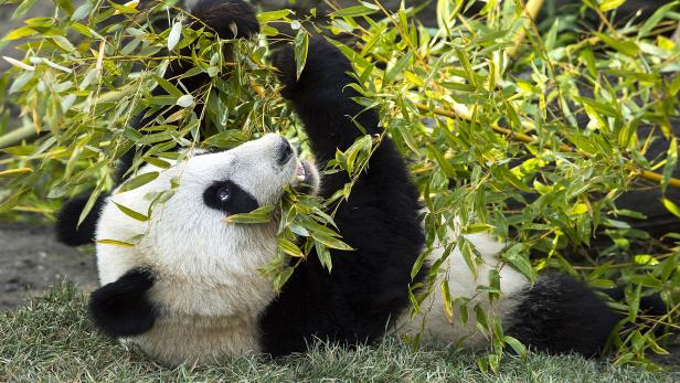 Vielfraß Großer Panda: Die Pflanzenfresser stehen überraschender weise auf Zuckerwasser.