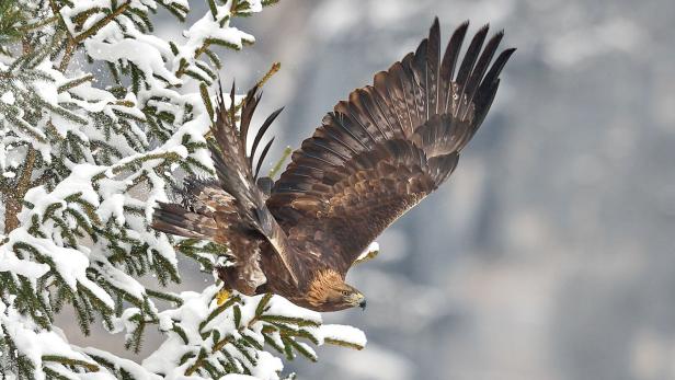 Vogelbeobachtung im Nationalpark Kalkalpen