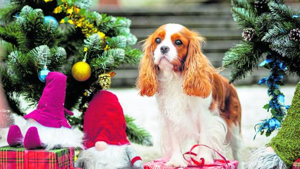 Ein süßer Cavalier King Charles Spaniel steht verloren auf einem Weihnachtsmarkt.