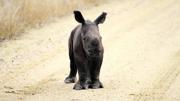 Ein  junges Breitmaulnashorn steht verwaist auf einer Sandpiste.