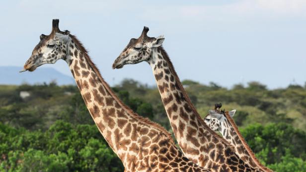 Drei Giraffen stehen vor Bäumen und einem hellen Himmel.