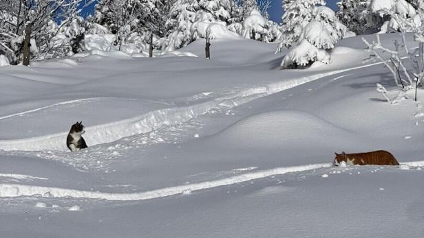 Aufwendige Rettung: Katzen im Schnee auf Berg zurückgelassen