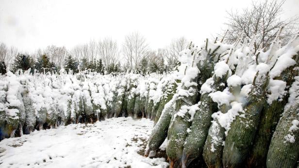 Weihnachtsbäume liegen im Schnee